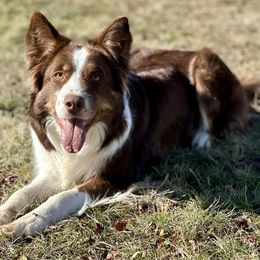 Border Collies from C&C Border Collies