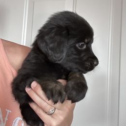 Boy 7 - male Golden Mountain Dog puppy in Wyoming from Great Basin BMD