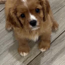Heath - Ruby male Cavalier King Charles Spaniel puppy in Queen Creek, Arizona from Andresen's Cavaliers