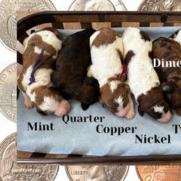 Quarter - Sable female Goldendoodle puppy in Lake City, Florida from North Florida Poodles and Doodles