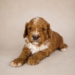 Wrangler - Red  male Goldendoodle puppy in Floyd, Virginia from Hearts and Paws Poodles and Doodles