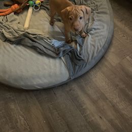 Vizsla Puppies from Elisha Martinez