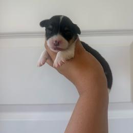 Daisy - Black and tan female Pembroke Welsh Corgi puppy in Red Bluff, California from Wilder Ranch Corgis