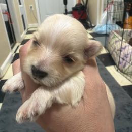 Leia - White and tan female Morkie puppy in Winston Salem, North Carolina from Patty’s Paws