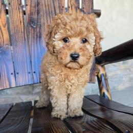 Finnegan - Red male Cavapoo puppy in Erda, Utah from Country Lane Doodles