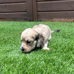 Tina - Dapple female Dachshund puppy in Indiantown, Florida from Turquoise River Minature Dachshunds