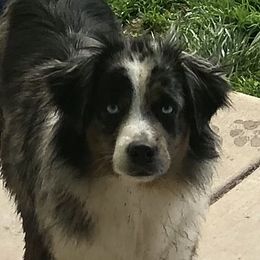 Poppy - Miniature Australian Shepherd