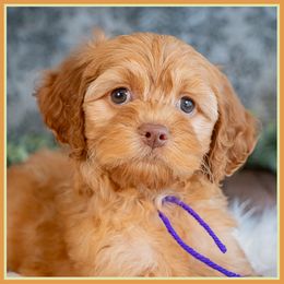 Ouiser - Red female Cockapoo puppy in Connersville, Indiana from Deaz Doodle Ranch
