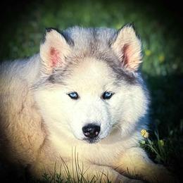 Pomsky and Siberian Husky Puppies from A-Dream Pomsky Kennel