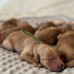 Goldendoodle Puppies from Royal Goldendoodle