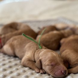 Goldendoodle Puppies from Royal Goldendoodle
