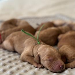 Goldendoodle Puppies from Royal Goldendoodle