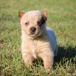 Gypsy - Red speckled female Australian Cattle Dog puppy in Waxahachie, Texas from MC Heelers
