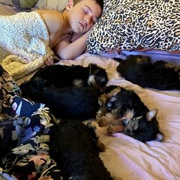 Yorkshire Terrier Puppies from Celestial Family Terriers (Yooper Yorkies)