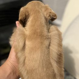 Miniature Schnauzer Puppies from Forever Schnauzers
