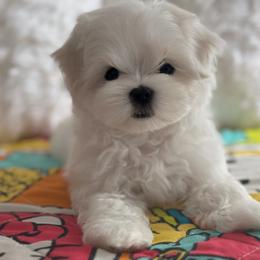 Oakley - White male Maltese puppy in Vinton, Louisiana from Dreams & Love Maltese