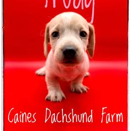 Trudy - Piebald female Dachshund puppy in Cincinnati, Ohio from Caines Dachshund Farm