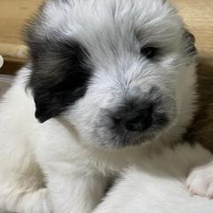 Colorado Mountain Dogs from The Heartwood House