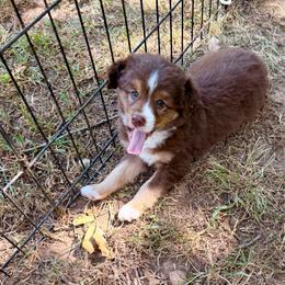 Rusty - Red tri-color male Miniature American Shepherd puppy in Prairie Grove, Arkansas from IQ Farms