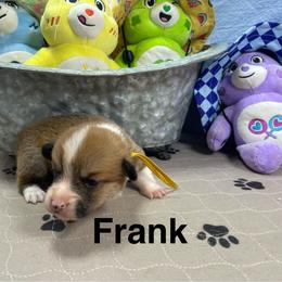 Frank - Red male Pembroke Welsh Corgi puppy in Apison, Tennessee from Ashmore Corgis
