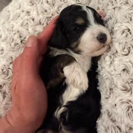 Ranger - Black and white male Bernedoodle puppy in Monument, Colorado from Colorado Dreamin Doodles