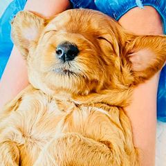 Double Doodles and Goldendoodles from Patterson Doodles GVL