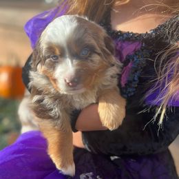 Scarlet - Red merle female Assorted Doodle Crosses puppy in Randolph, Utah from Dry Canyon Pups