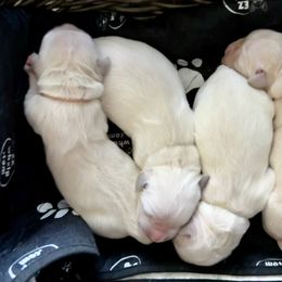 Golden Retriever Puppies from Lakemist Retrievers