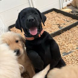 Female 3 - Black female Labrador Retriever puppy in Murrieta, California from The Golden Leash Kennels