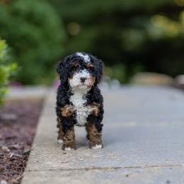 Millie - Tri-color female Bernedoodle puppy in Narvon, Pennsylvania from CBKB Bernedoodle’s