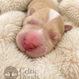 Ted Bear - Apricot male Goldendoodle puppy in Rocky Point, North Carolina from CelticDoods