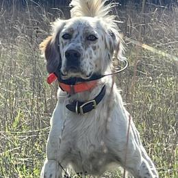English Setters from ESetters