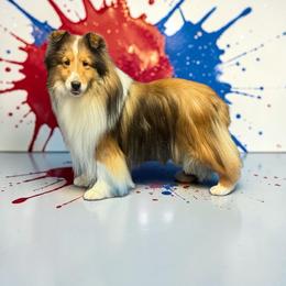 Sir - Sable and white male Shetland Sheepdog puppy in Schaghticoke, New York from Excelsior Shetland Sheepdogs