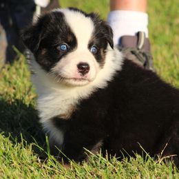 Rylie  LOOK FOR MY VIDEO  BLUE EYES - Black tri-color female Australian Shepherd puppy in Cookeville, Tennessee from Spring Creek Aussies