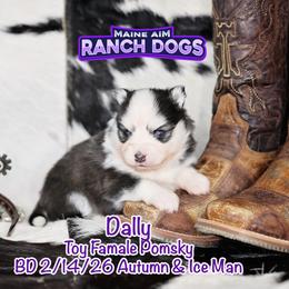 Dally on Breeder HOLD - Black and white female Pomsky puppy in Humeston, Iowa from M.A.R. Dogs