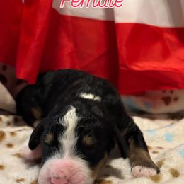 Bernedoodle Puppies from Goldhaly Peach Doodles