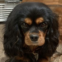 Katniss - Cavalier King Charles Spaniel