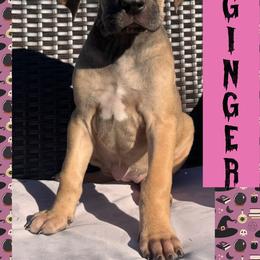 GINGER - Fawn female Great Dane puppy in Wellsville, New York from Prophecy Danes