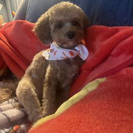 Cavapoo All Grown Up from Shawn's Cavapoos