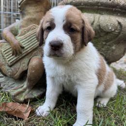 Bluster - Brown and white male Saint Berdoodle puppy in Traverse City, Michigan from Bare Paws Saint Berdoodles