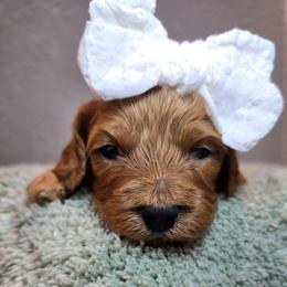 Demetria - Red female Cavapoo puppy in Roseville, California from Heavenly Goldendoodles