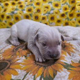 Boy 4 - Light golden male Golden Retriever puppy in Lawtey, Florida from Rise and Shine Goldens