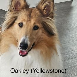 Collie and Scottish Collie All Grown Up from Lawson’s Lassies