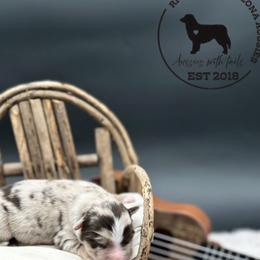 George - Red merle male Miniature Australian Shepherd puppy in Queen Creek, Arizona from Arizona Aussies
