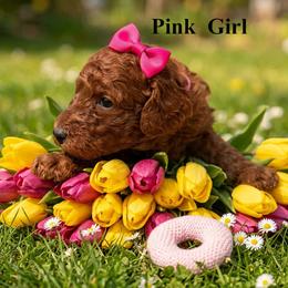 Girl 3 - Red  female Poodle puppy in Mc Henry, Illinois from Sunset Maple Poodles