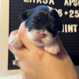 Girl 3 - female Lhasa Apso puppy in Middleburgh, New York from Top Knotch