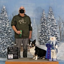 Rev - Cardigan Welsh Corgi
