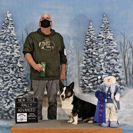 Rev - Cardigan Welsh Corgi