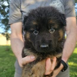 Firefly - Dog Days of Summer Litter - Black and red female German Shepherd puppy in Columbus, Indiana from Stony Lonesome GSD