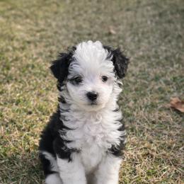 Boone - Black and white male Aussiedoodle puppy in Louisville, Mississippi from Kristy’s Kennels